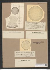 Stictodiscus nankoorensis Grun. (de-Toni-Nr.: Genus 205, Species 5227) Zeichnungen Sammlung Grunow Nr. 9022 (NHMW-BOT-W0378735)